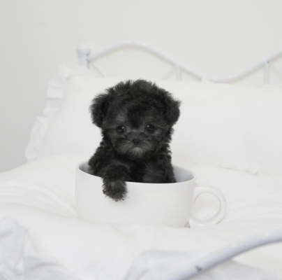 Buy Jax Puppy - Aloha Teacup poodles