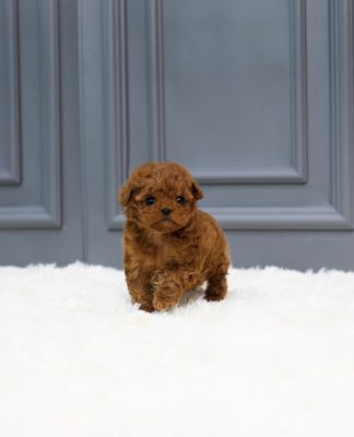 Buy Roy Puppy - Aloha Teacup poodles