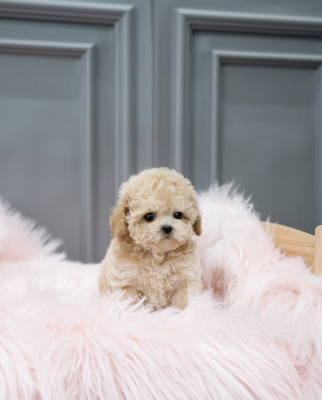 Buy Pearl Puppy - Aloha Teacup poodles