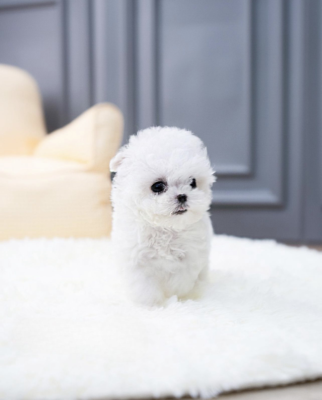 Buy Zeni Puppy - Aloha Teacup poodles