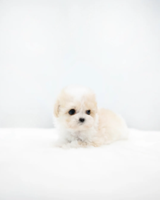 Buy Ranex Puppy - Aloha Teacup poodles