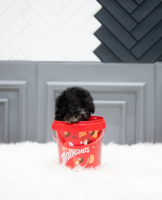 Buy Jenny Puppy - Aloha Teacup poodles