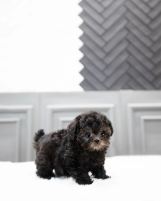 Teacup Poodle Puppies for Sale - Aloha Teacup poodles