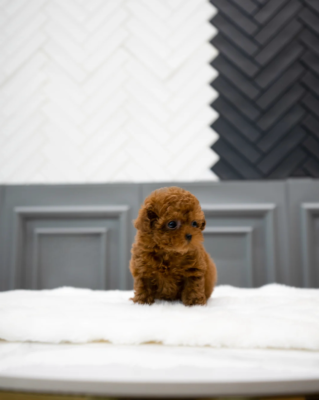 Buy Maria Puppy - Aloha Teacup poodles