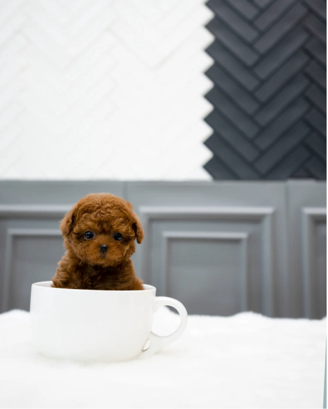 Miniature Dog Breeds for Sale - Aloha Teacup poodles