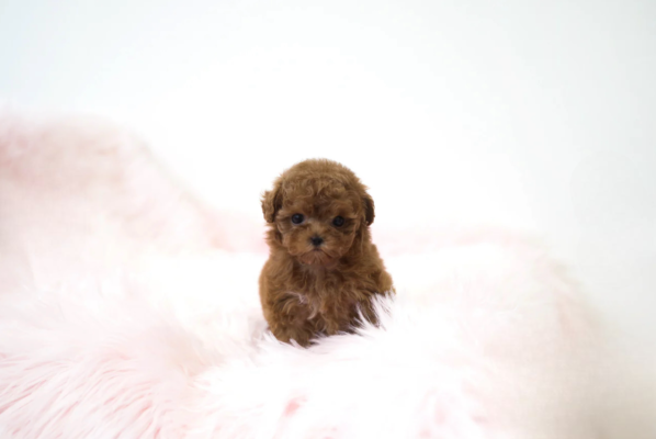 Buy Joe Puppy - Aloha Teacup poodles